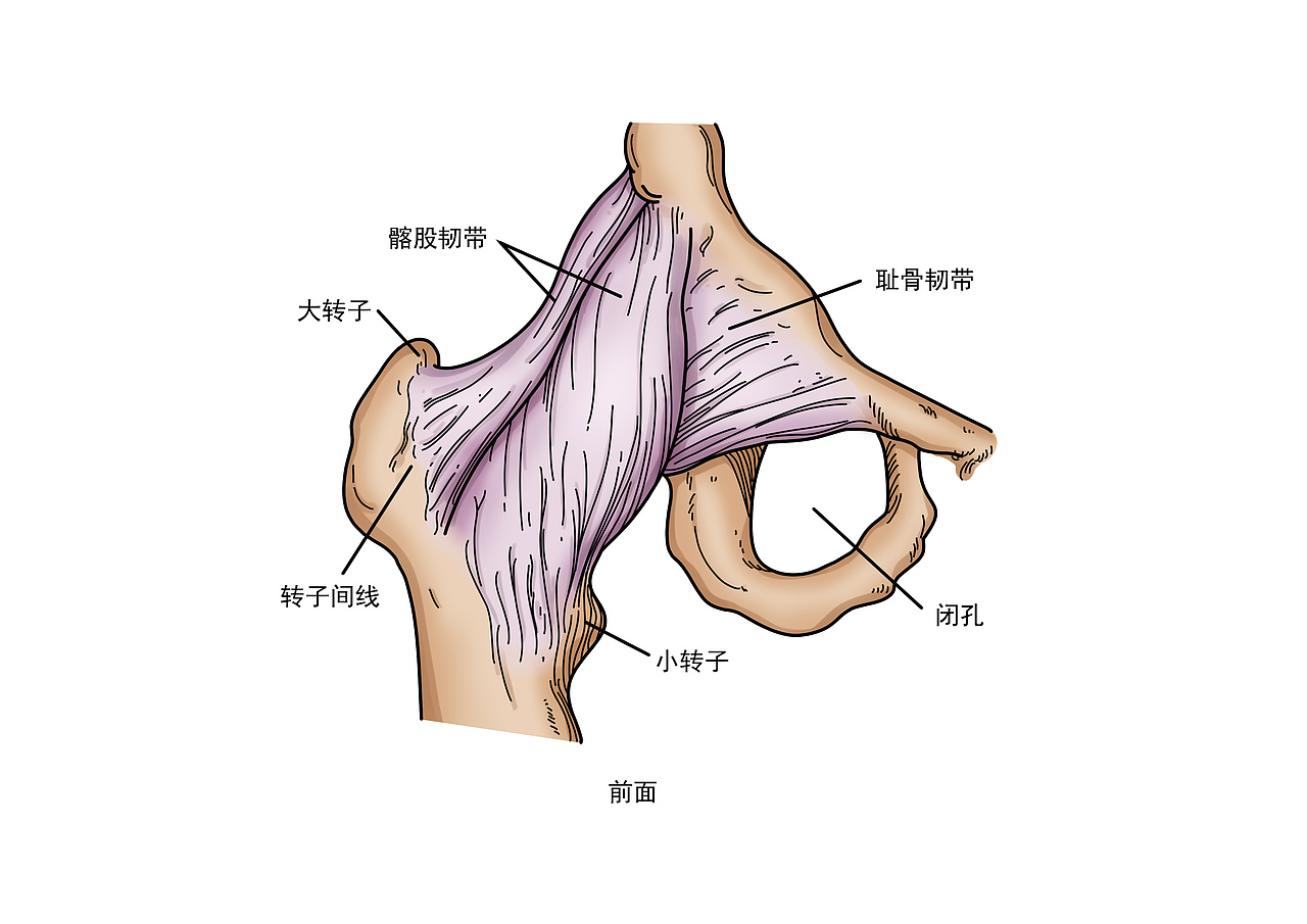 医学人体器官插图（图ZMjgxMjA4NzMy） - 绘本 - 站酷设计师柳织夏原创素材 - 站酷ZCOOL