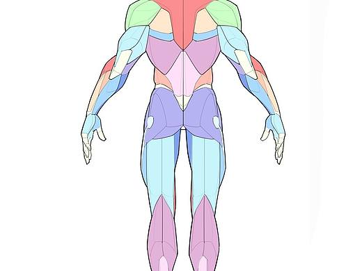 男性肌肉结构怎么画？分享一组三视图