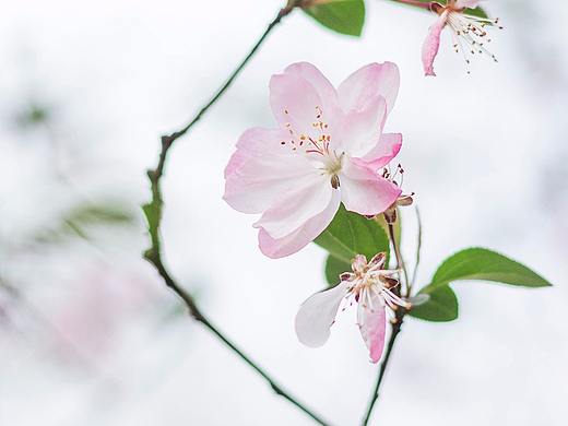 #花花世界#·垂丝海棠