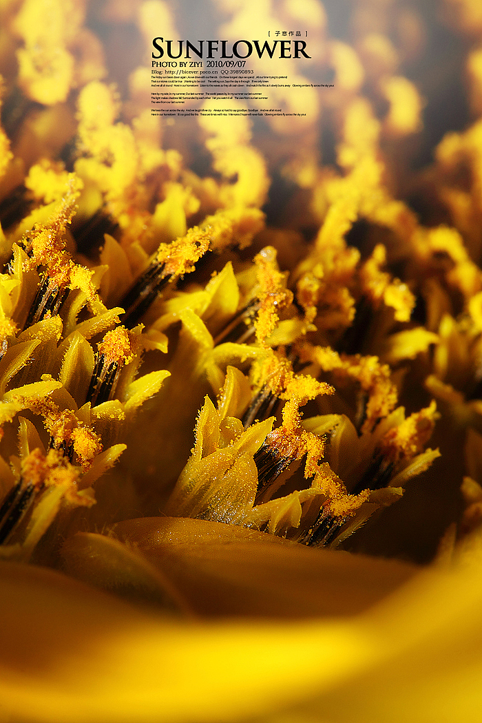 《向日葵的纹样》