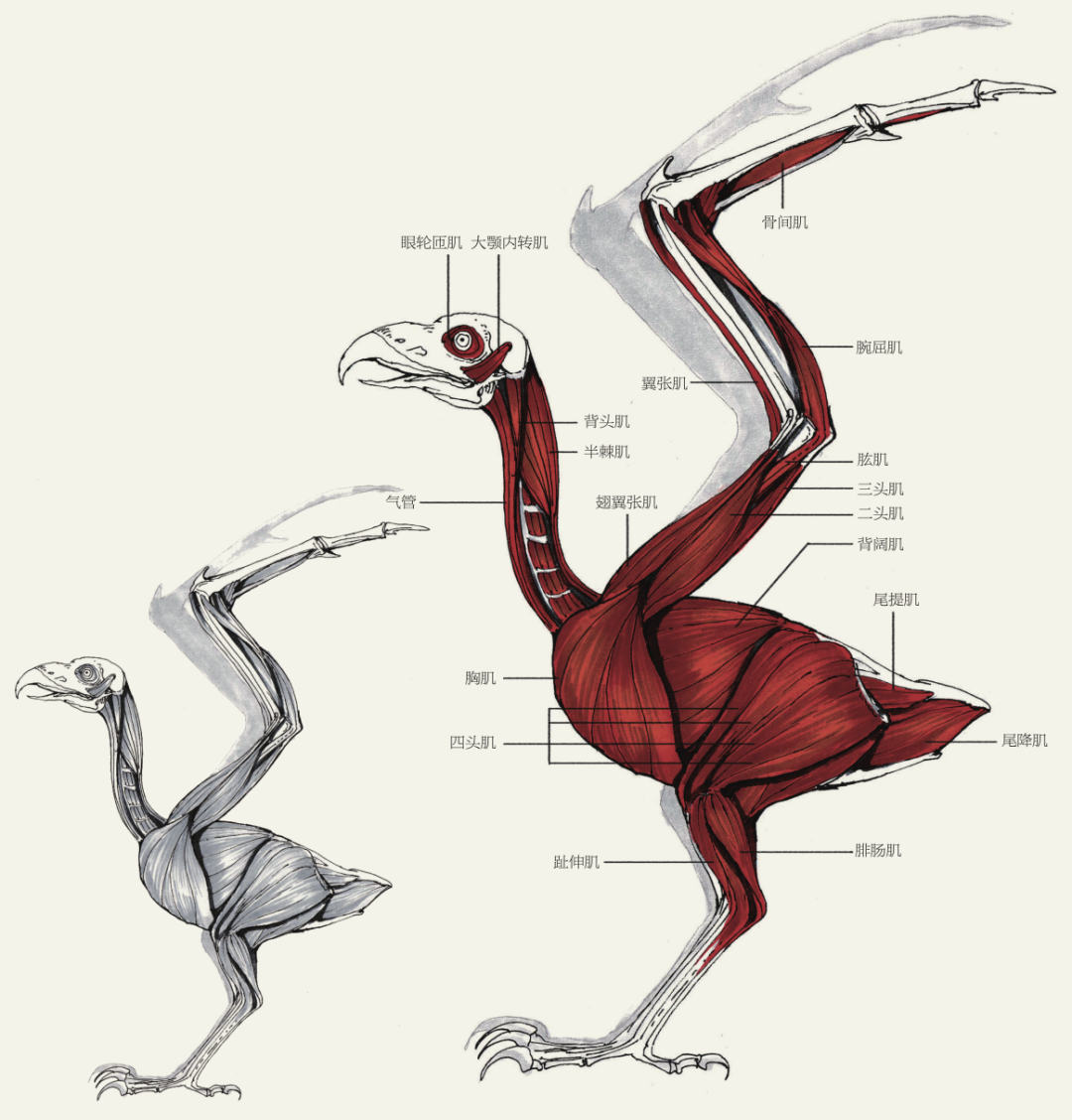 鸭骨架，标本(Anas platyrhynchos ­domestica) - 1020979 - T300351 - 鸟类 - 3B Scientific