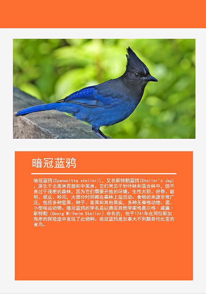鸟类画册2（图ZMTMzMDg0ODA4） - 书籍/画册 - 站酷设计师浅墨幺幺原创素材 - 站酷ZCOOL