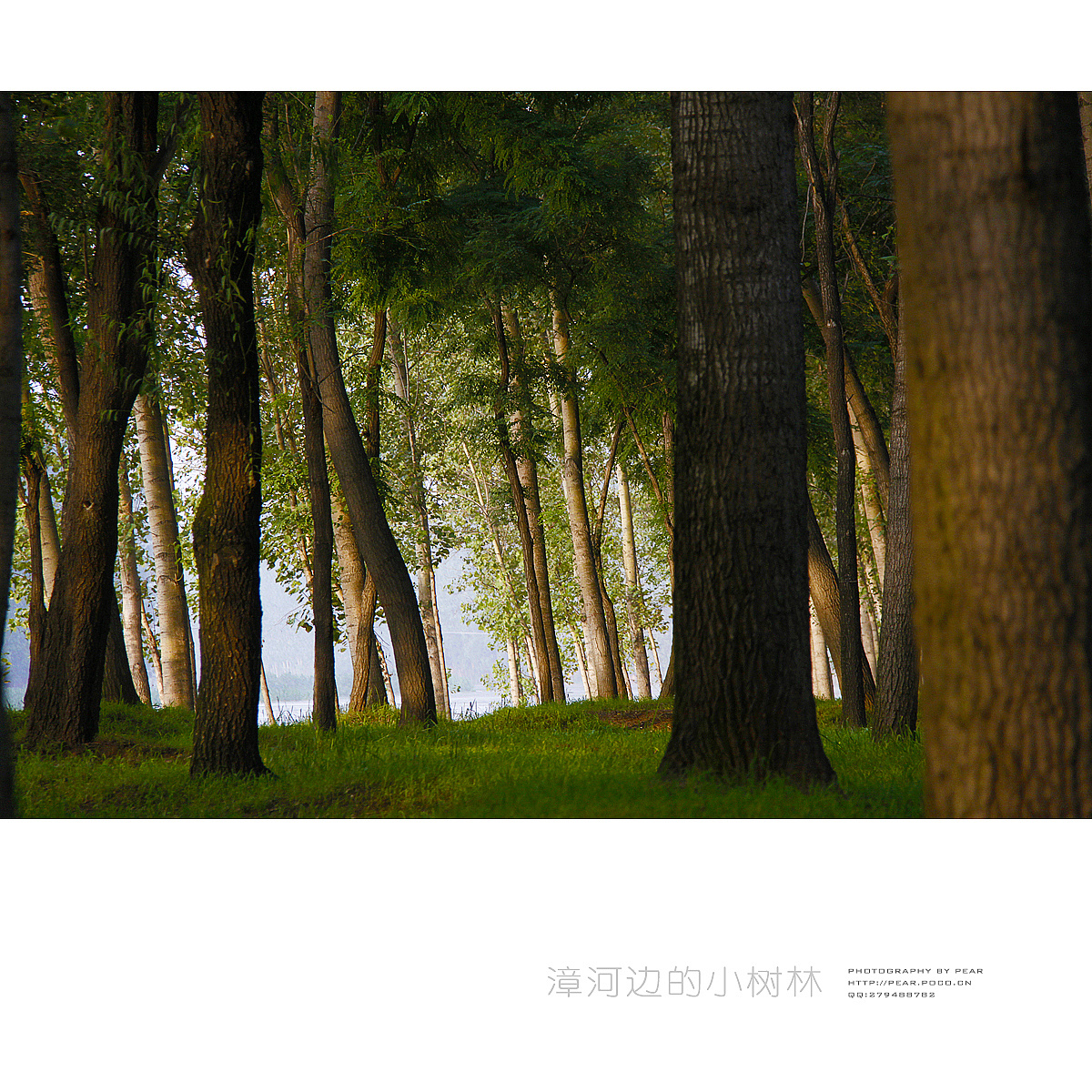 学校里的小树林|摄影|风光|陈现 - 原创作品 - 站酷 (ZCOOL)