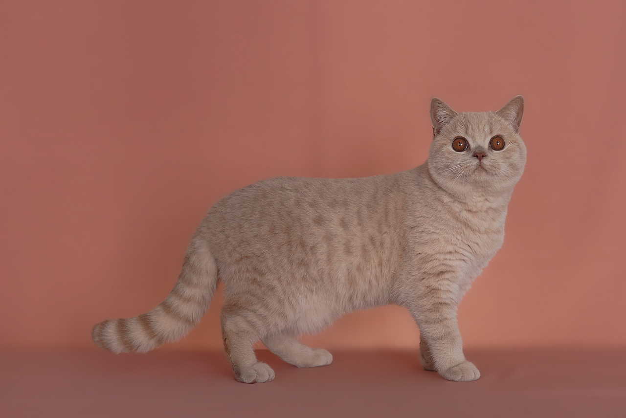 宠物摄影|摄影小白📷在家这样拍发pyq被赞爆