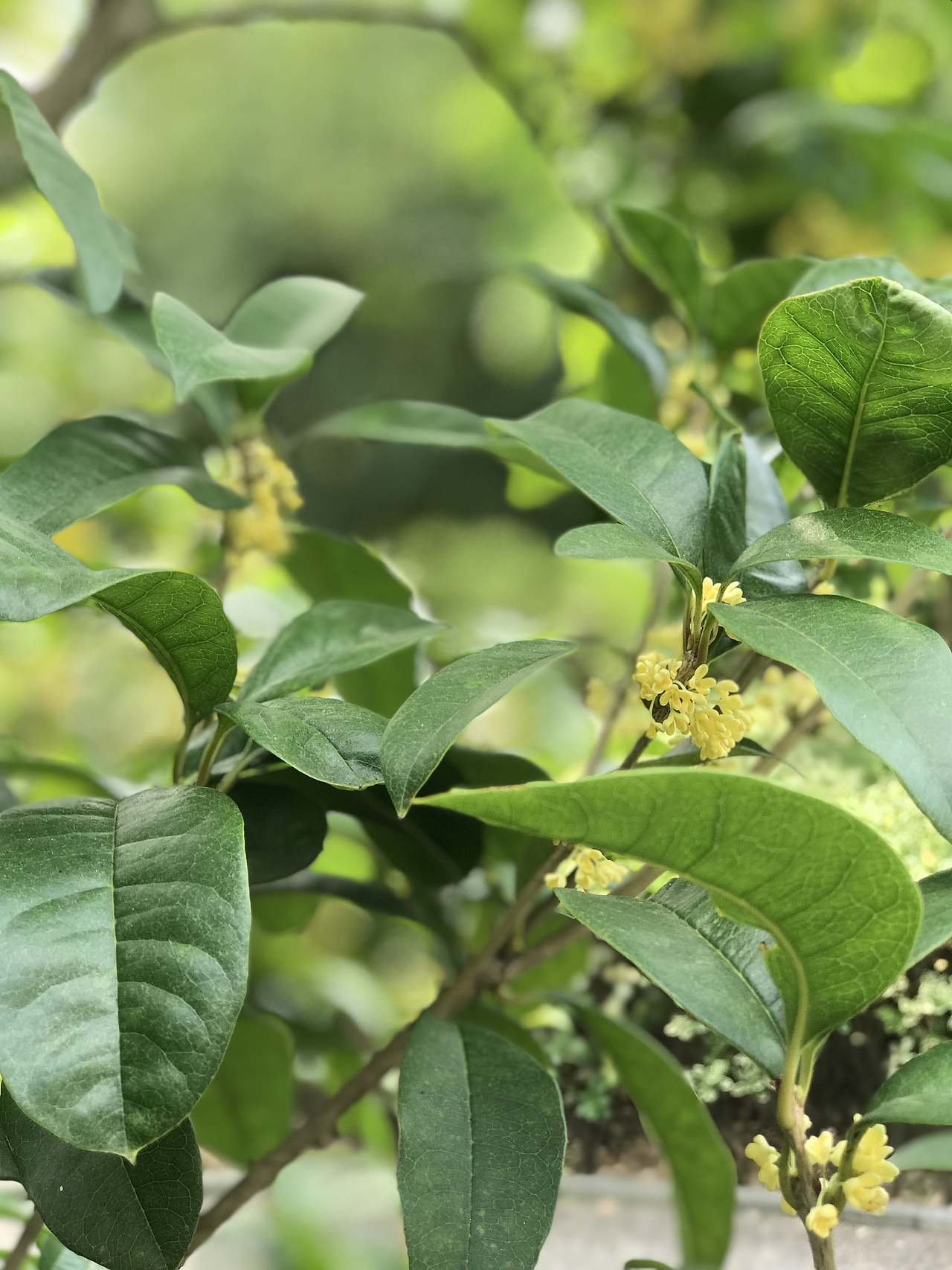 金桂飘香（图ZMTc4NTI2MzU2） - 人文/纪实摄影 - 站酷设计师woshi八百里原创素材 - 站酷ZCOOL