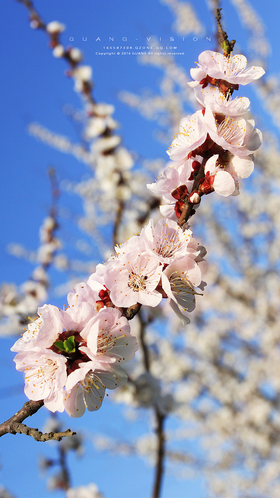 花谢花飞花满天