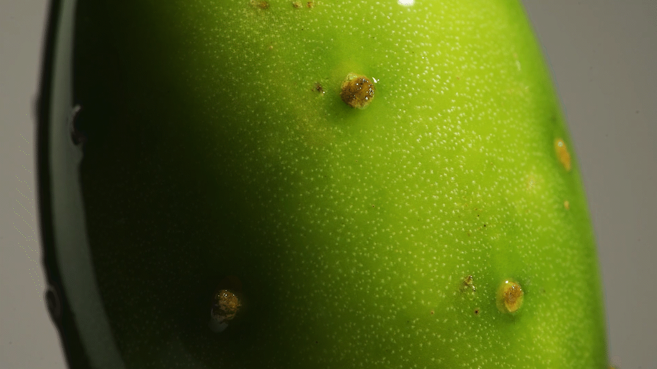 LAN多维莓果精粹美白油 | LAN ✖ 主图视频广告护肤品