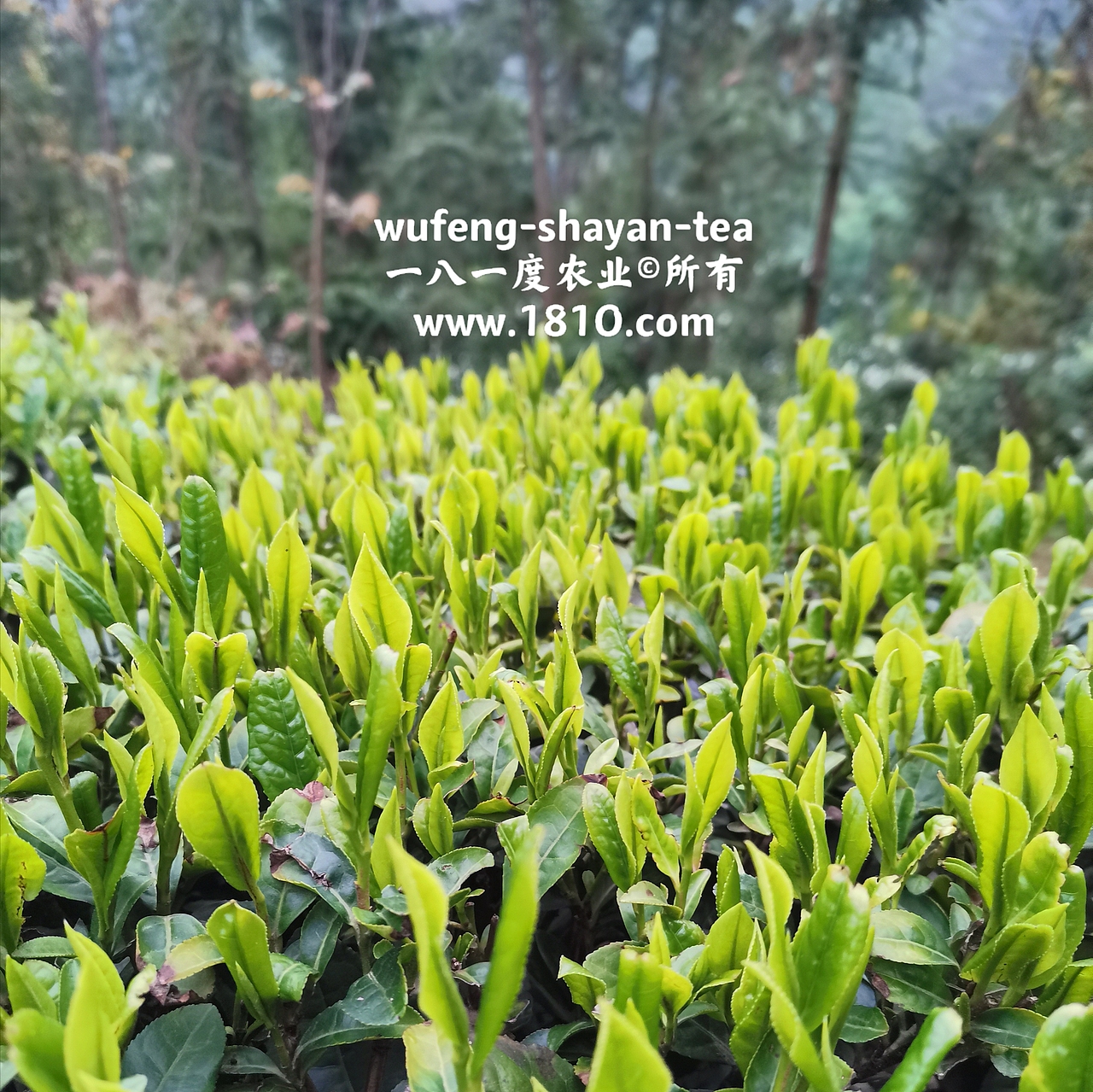 明前采茶拍摄日记（图ZMjU2NzkyNzEy） - 风光摄影 - 站酷设计师食品包装商标原创素材 - 站酷ZCOOL