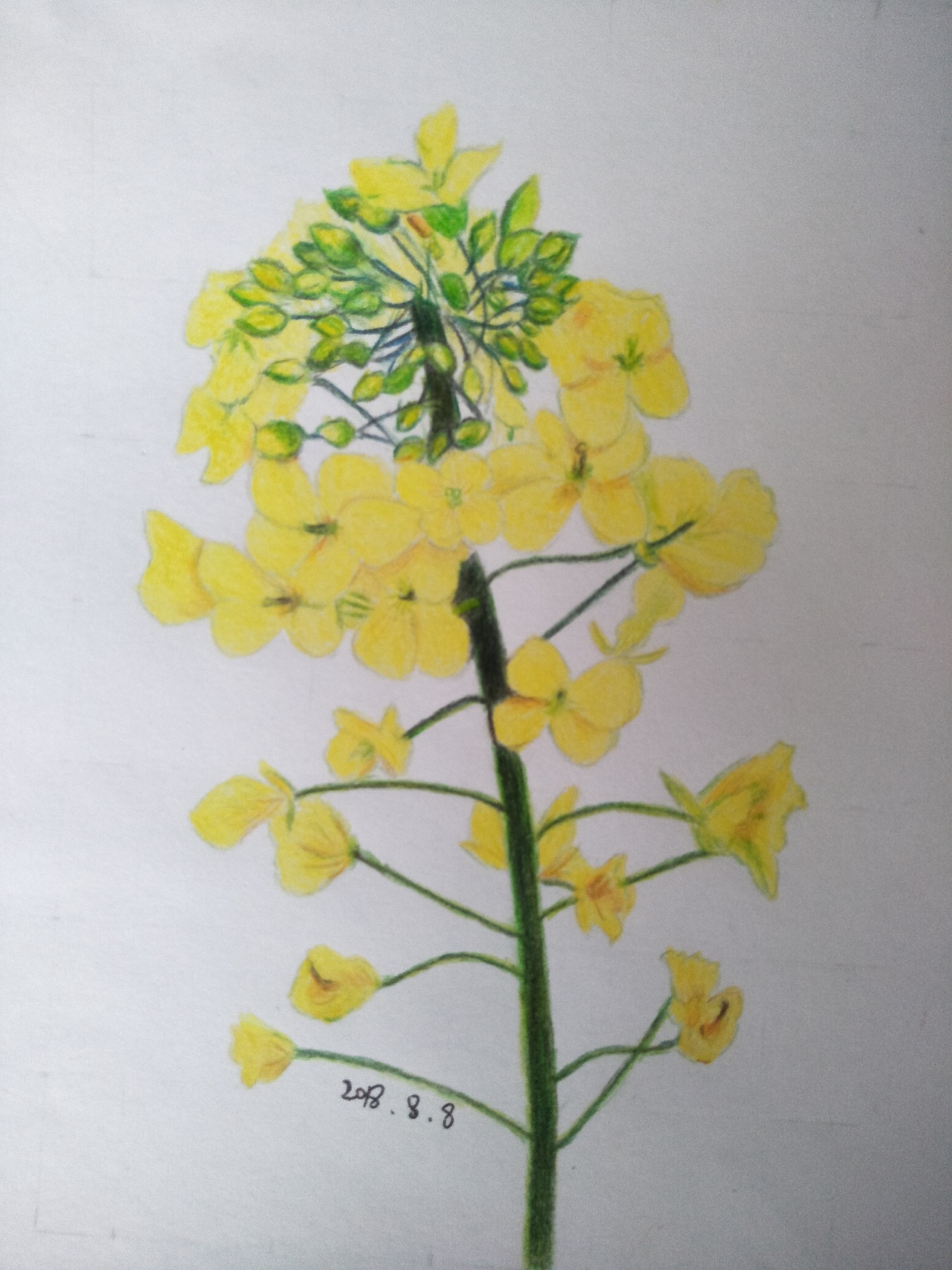 临摹练习油菜花