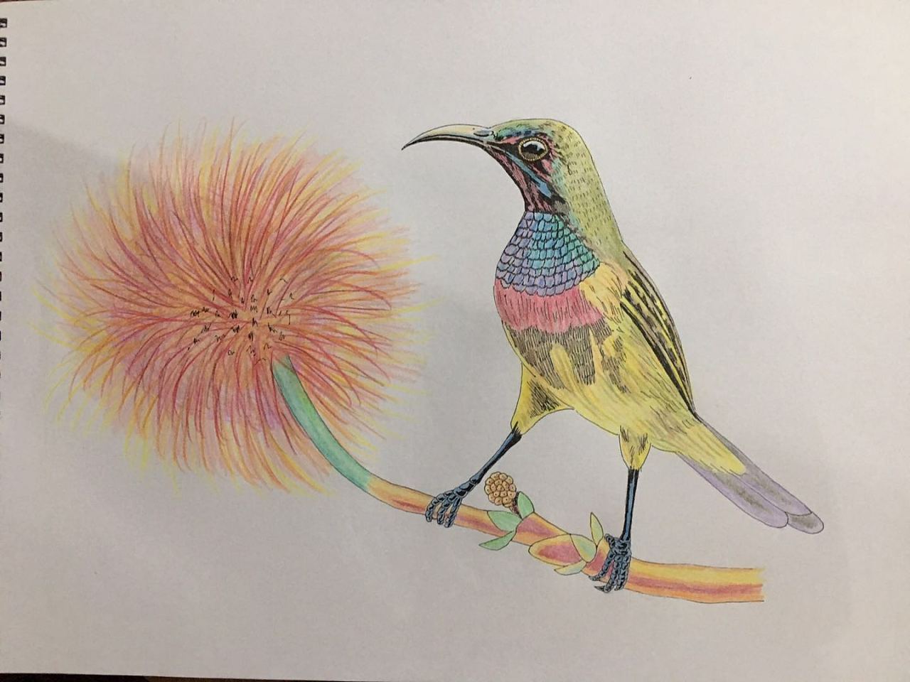 我画的鸟类写生|纯艺术|绘画|6黄柱成9 - 原创作品 - 站酷 (zcool)