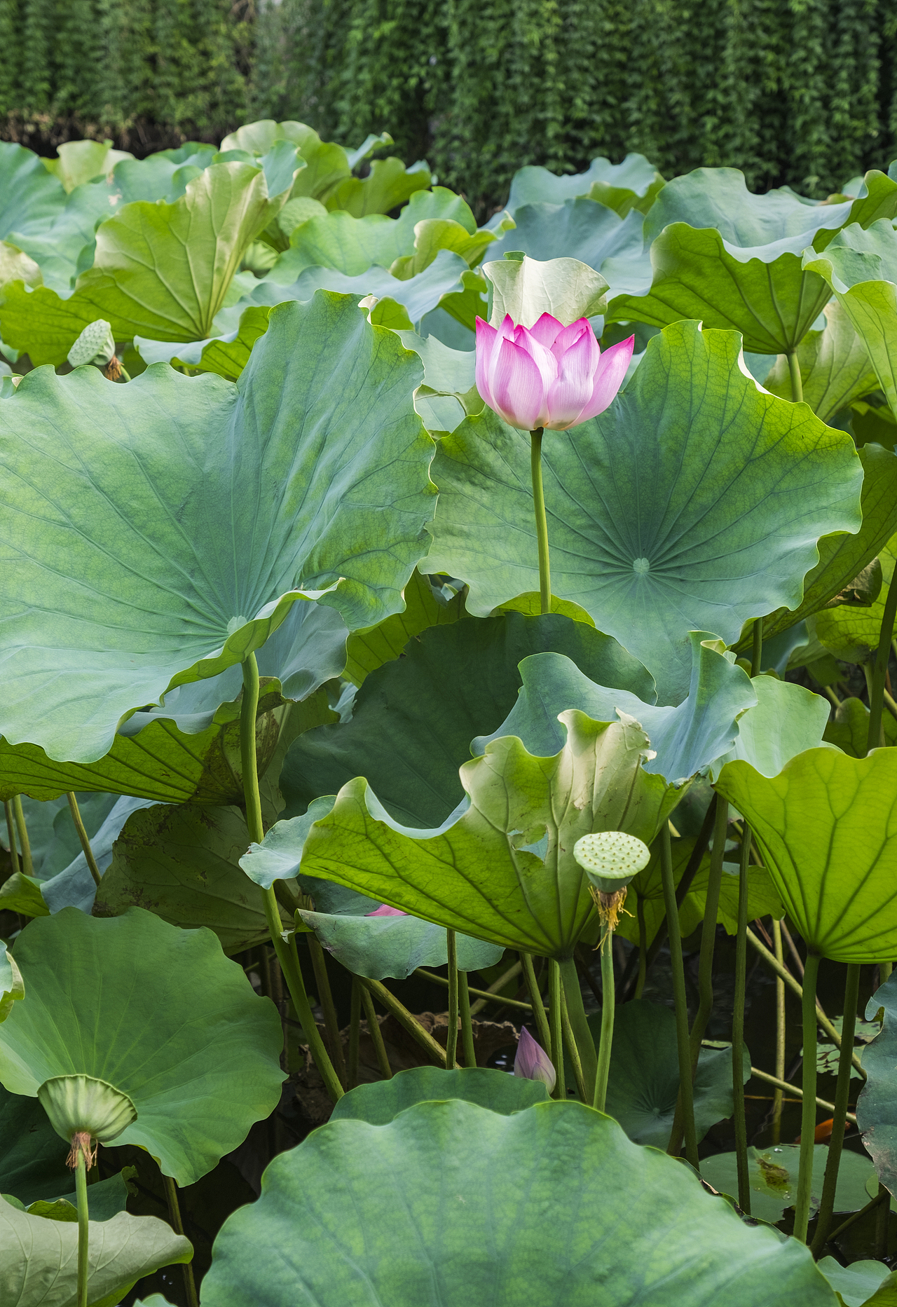苏州园林艺圃，一花一世界（图ZMzMwNTYyODg=） - 人像摄影 - 站酷设计师小飞机原创素材 - 站酷ZCOOL
