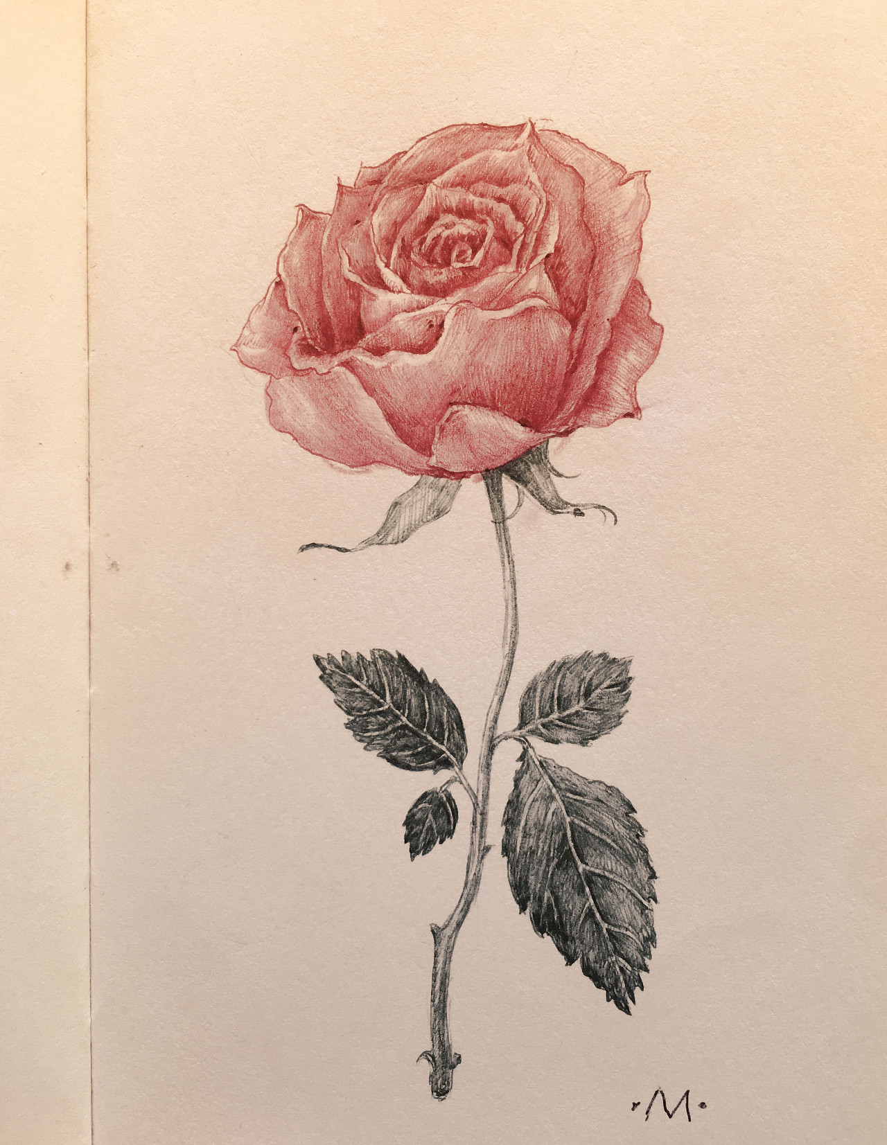 圆珠笔绘画练习(植物篇)|插画|创作习作|曲莫莫 - 原创作品 - 站酷