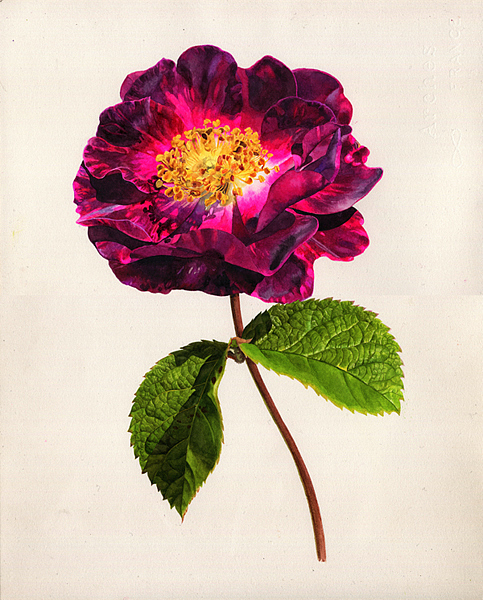 紫蔷薇（图ZNDQ2MTY0MTI=） - 绘画 - 站酷设计师木卮--_--原创素材 - 站酷ZCOOL