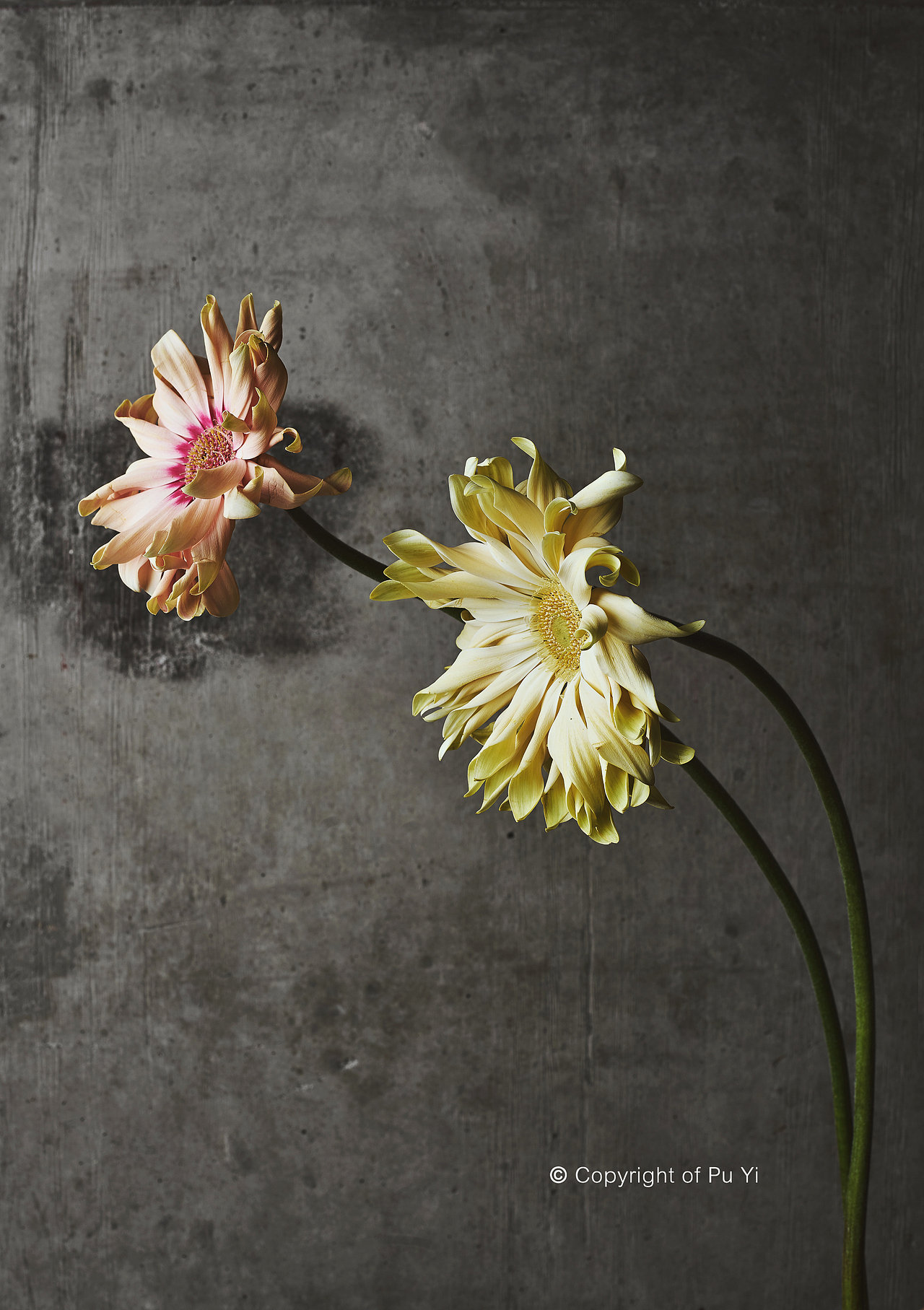 「 火星咖啡 」 花束 花材拍摄