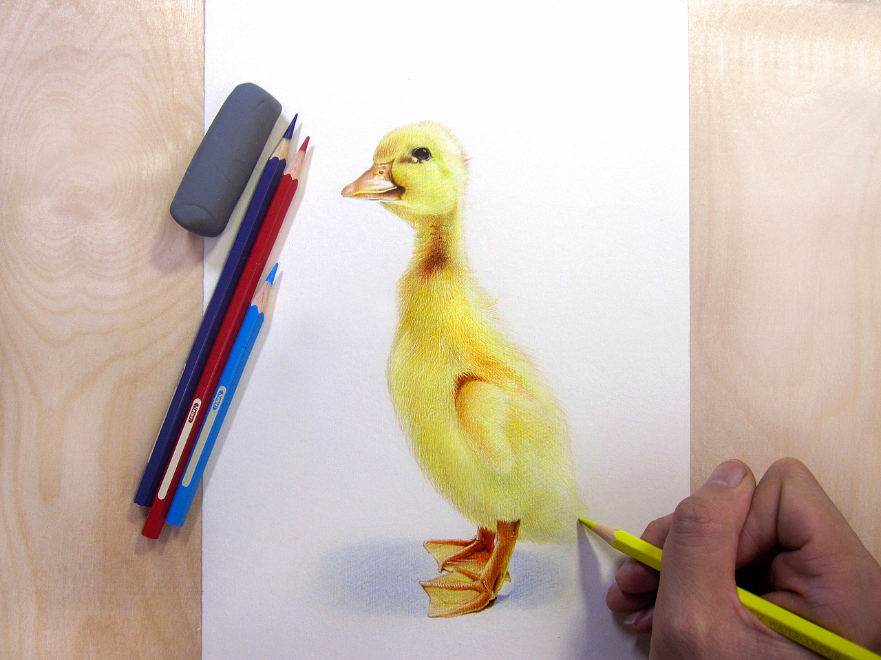 纸上彩铅~~动物篇(2013年作品小记)（图ZMjkxNjYzNjQ=） - 绘画 - 站酷设计师超超的青葱原创素材 - 站酷ZCOOL