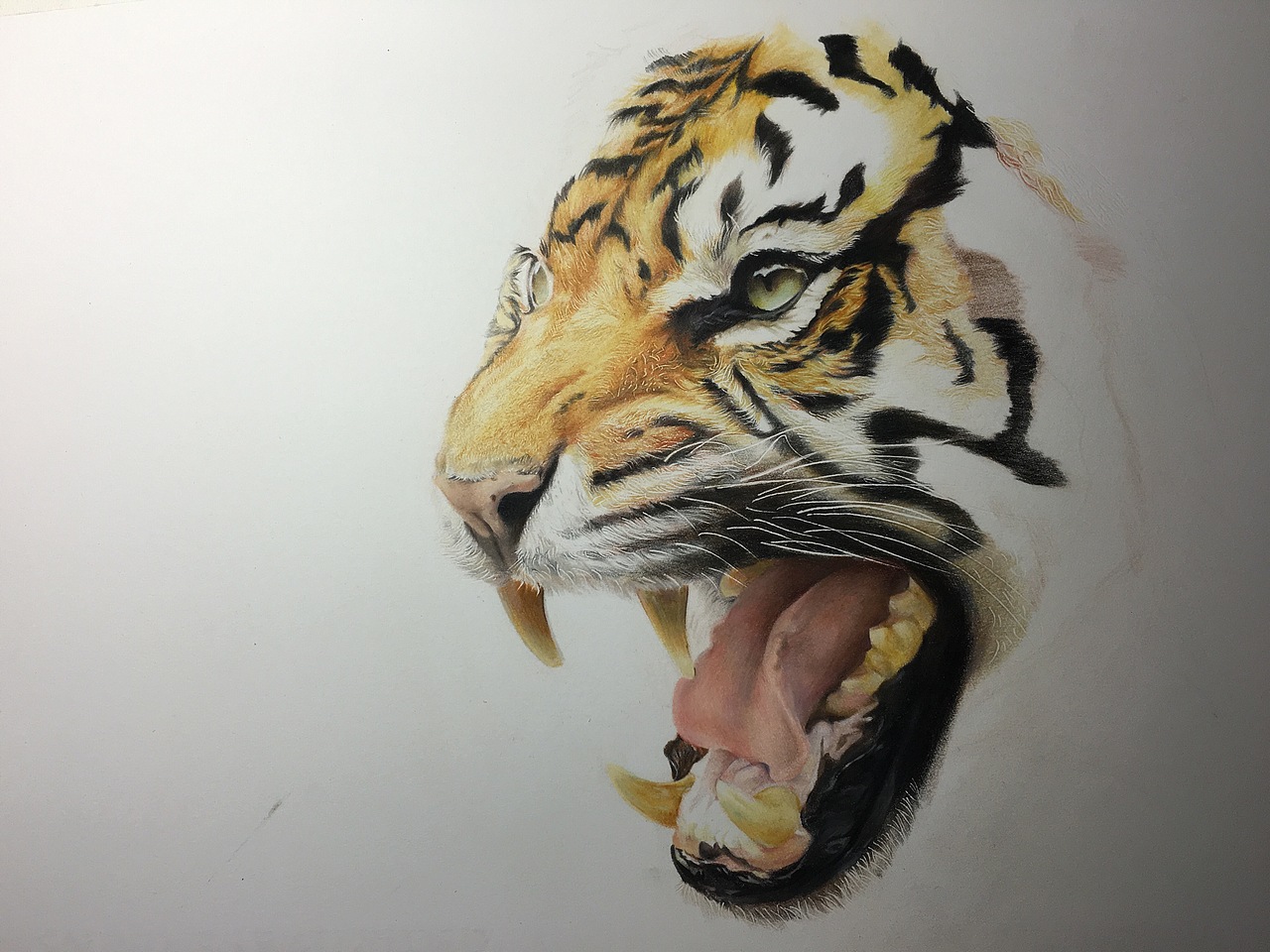 目鱼视觉【十二生肖-虎】