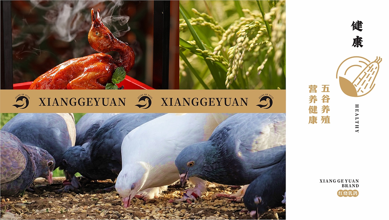 香鸽园-红烧乳鸽-餐饮品牌设计