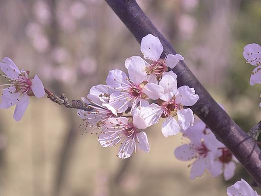 清晨拍摄| 湖南炎帝陵の桃花