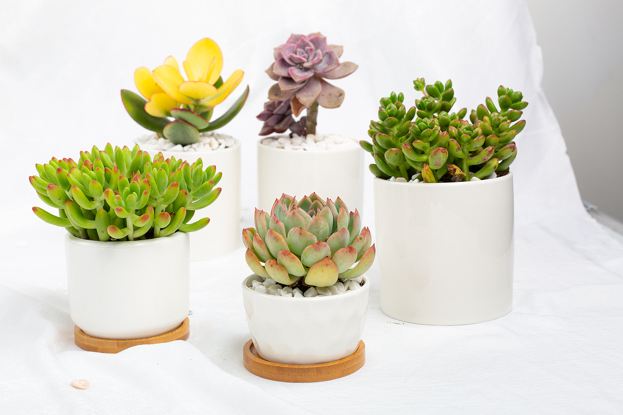 摄影作品（图ZMjY3MjYxNjE2） - 电商 - 站酷设计师藍se鸢尾原创素材 - 站酷ZCOOL