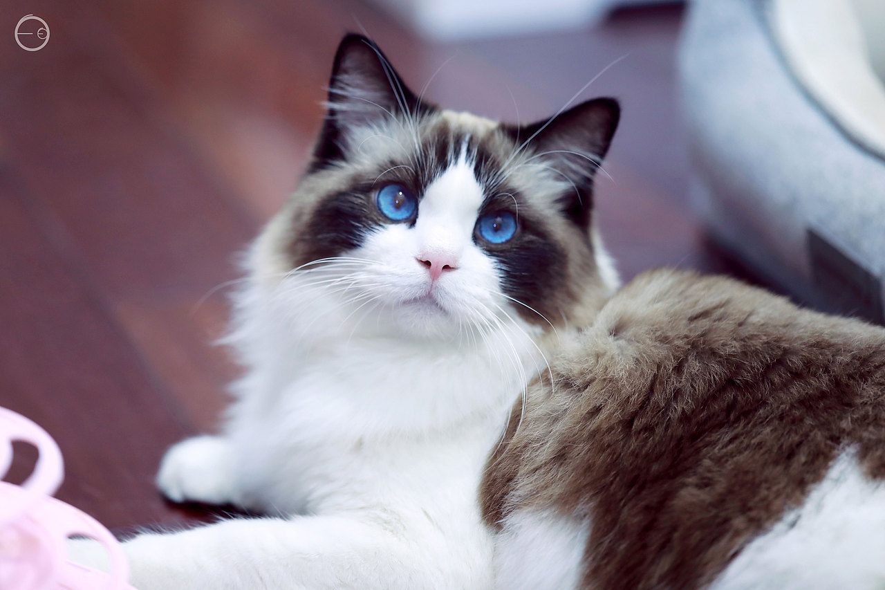 名为克里斯的布偶-宠物写真（图ZMjY4NzA5NjU2） - 宠物摄影 - 站酷设计师搞绘画的白小白原创素材 - 站酷ZCOOL