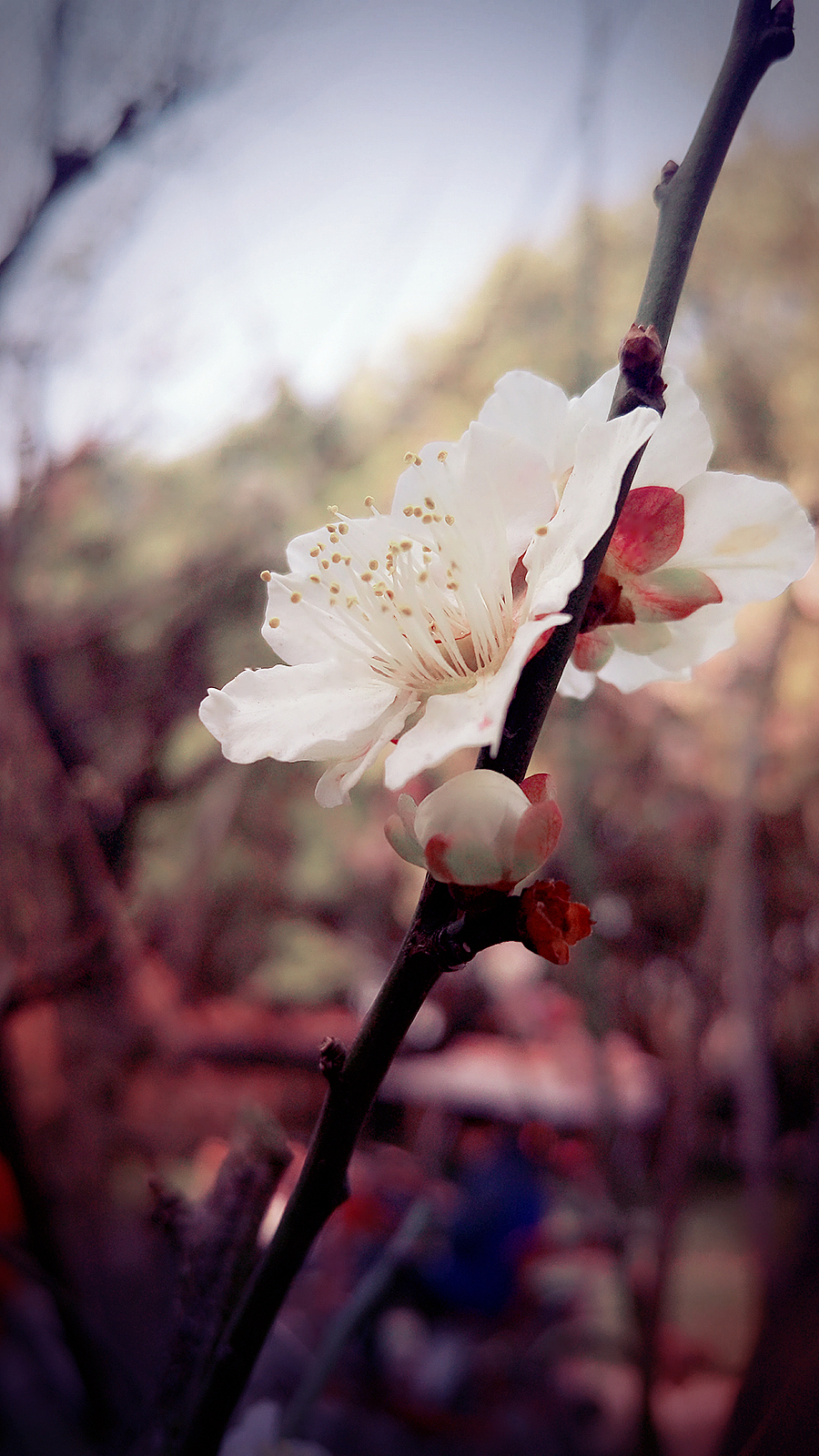 花都开好了（图ZNDI3OTc2MjQ=） - 风光摄影 - 站酷设计师小小胥原创素材 - 站酷ZCOOL