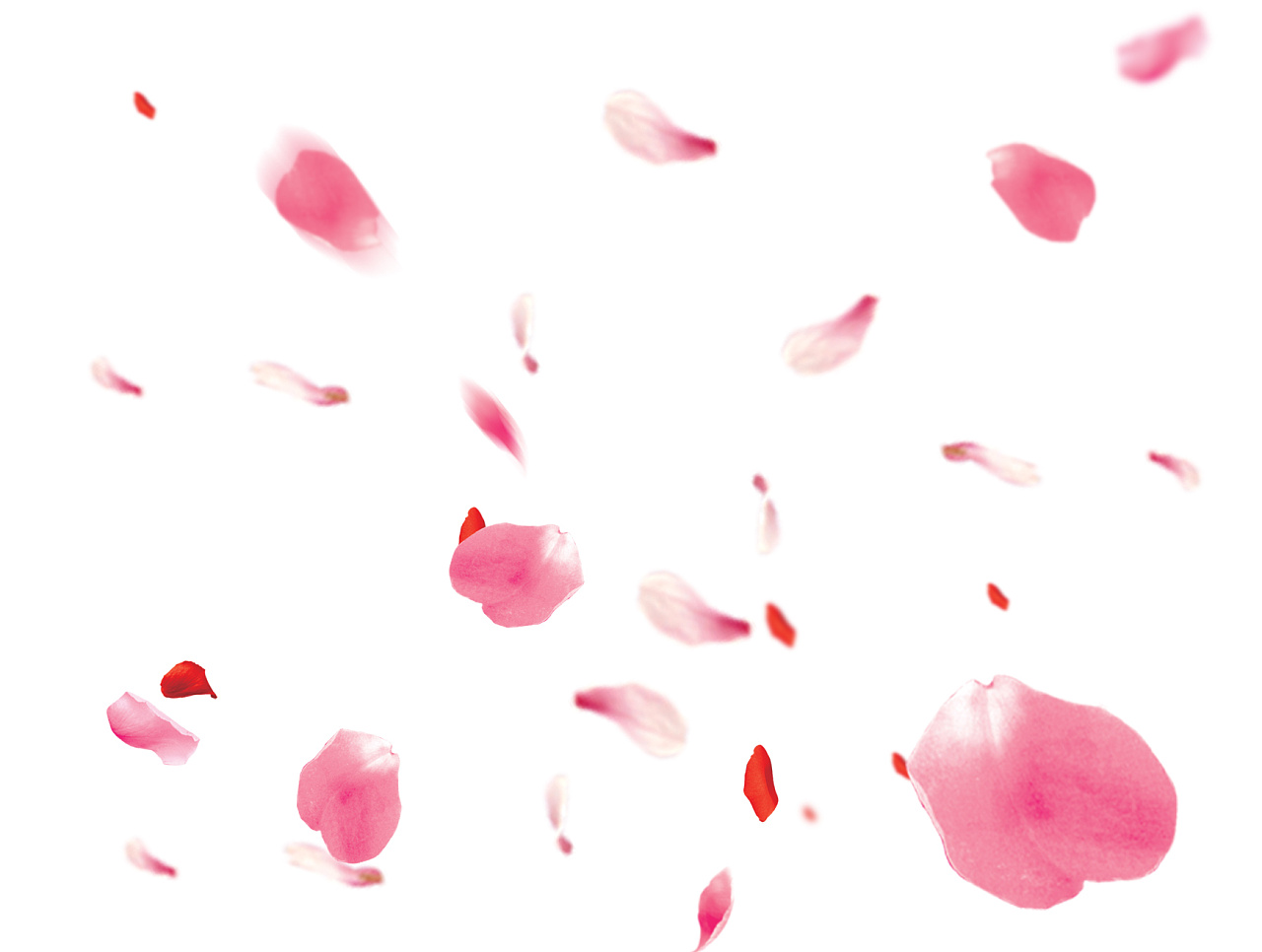 舞い散る小さな花びらイラスト, 花弁, 空一面の花びら, 透明な花びら背景画像素材無料ダウンロード - Pngtree