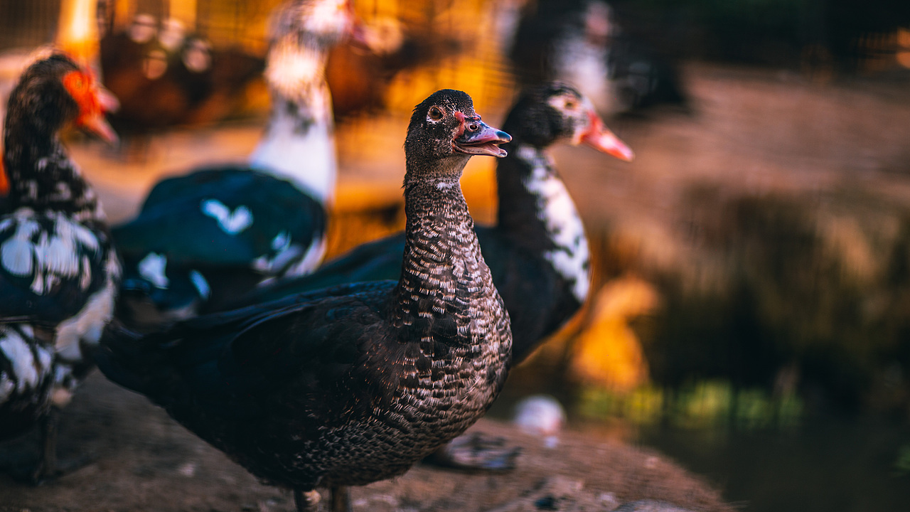 《万物有灵》（图ZMzA2MDgxMzQ0） - 人文/纪实摄影 - 站酷设计师摄影师斯伟原创素材 - 站酷ZCOOL