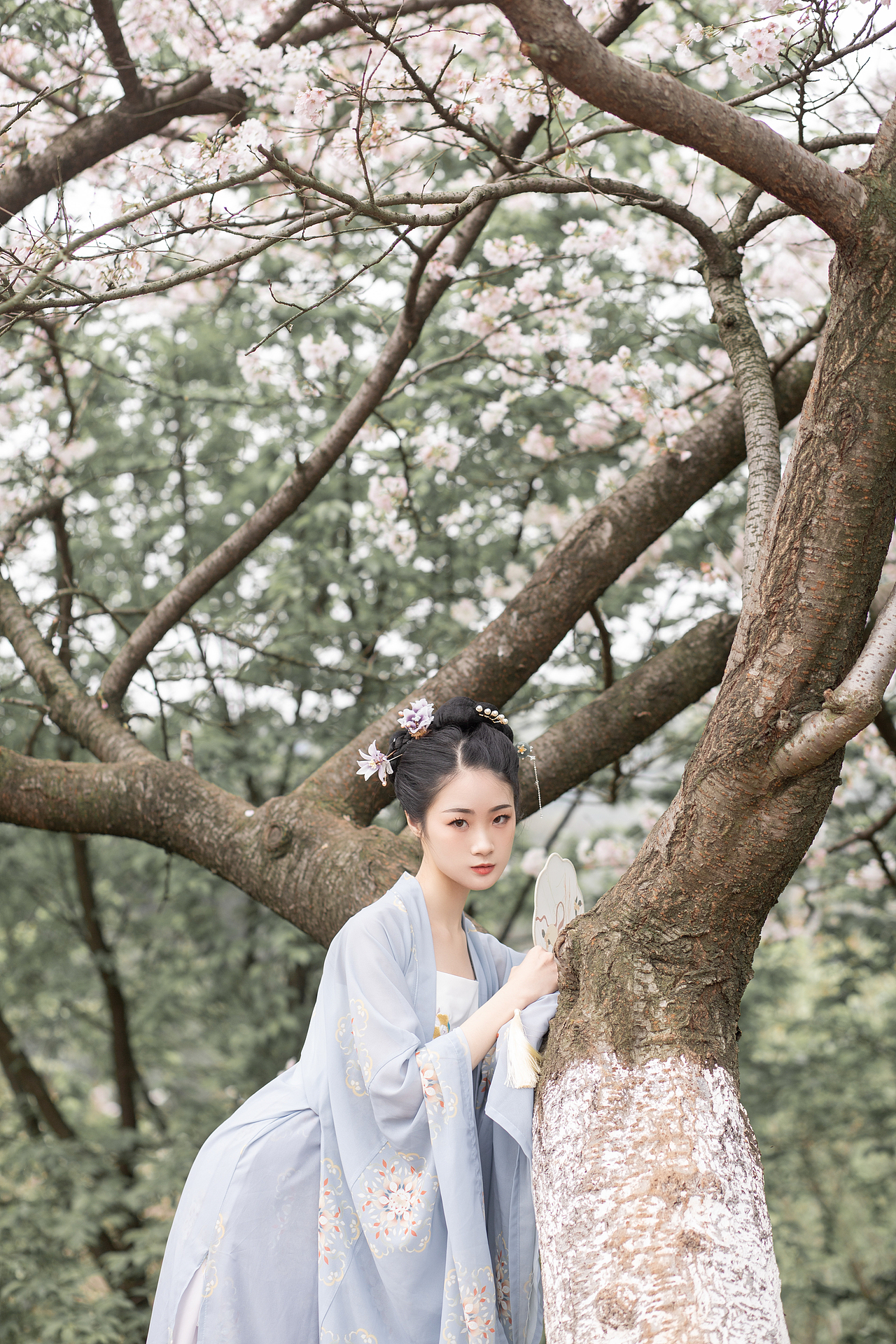 樱花汉服少女蓝