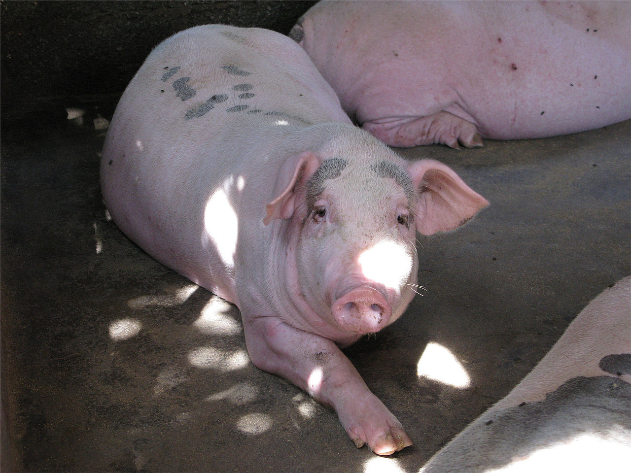 叔叔家的肥猪,在摆pose给我拍照呢^^!