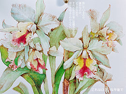 植物-插画+水彩手绘