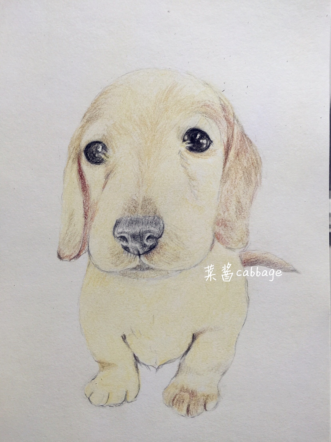 彩铅小狗狗