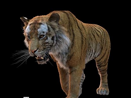 老虎，CG写实动物