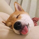 金鱼不困的头像