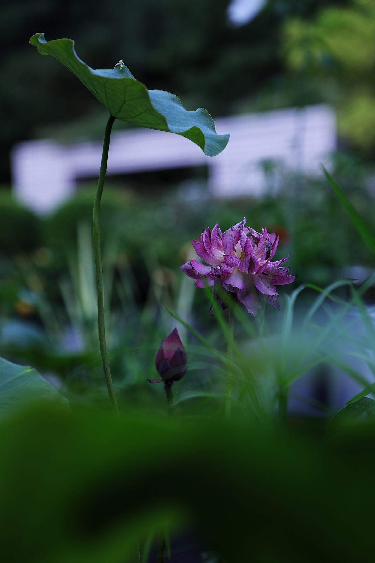 莲之爱,同予者何人