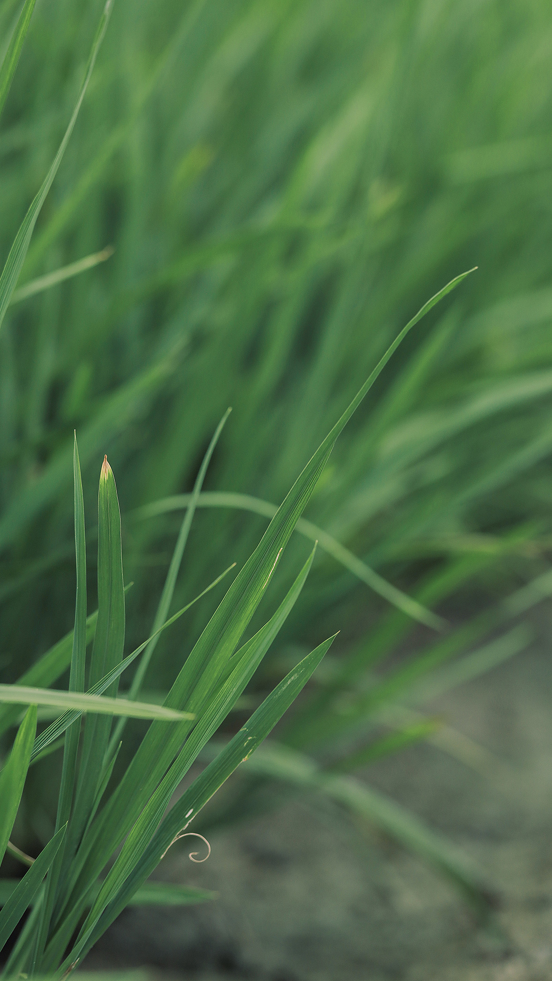 #生活小记#仲夏时节 万物丰茂。