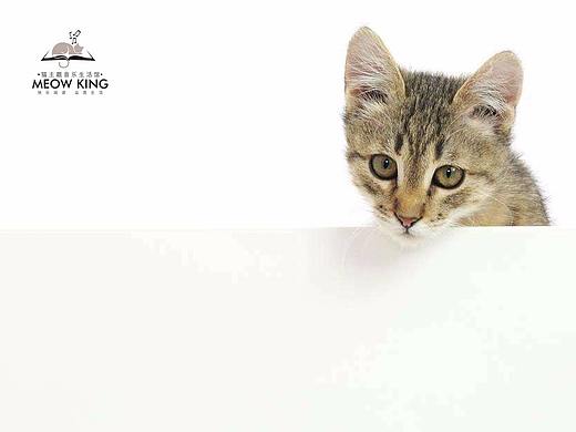 猫主题音乐生活馆标志视觉设计（第二季）