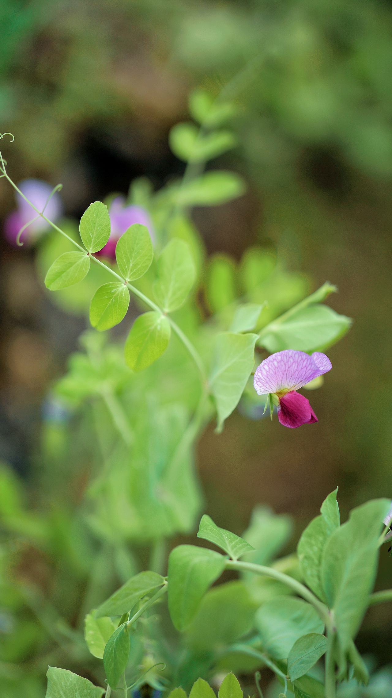 春风里 ~随处都是生机