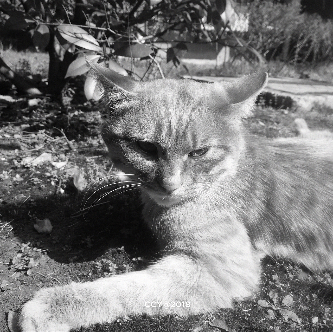 猫の静谧物语（图ZMTA3ODAwMjI0） - 人文/纪实摄影 - 站酷设计师CCY_西原创素材 - 站酷ZCOOL