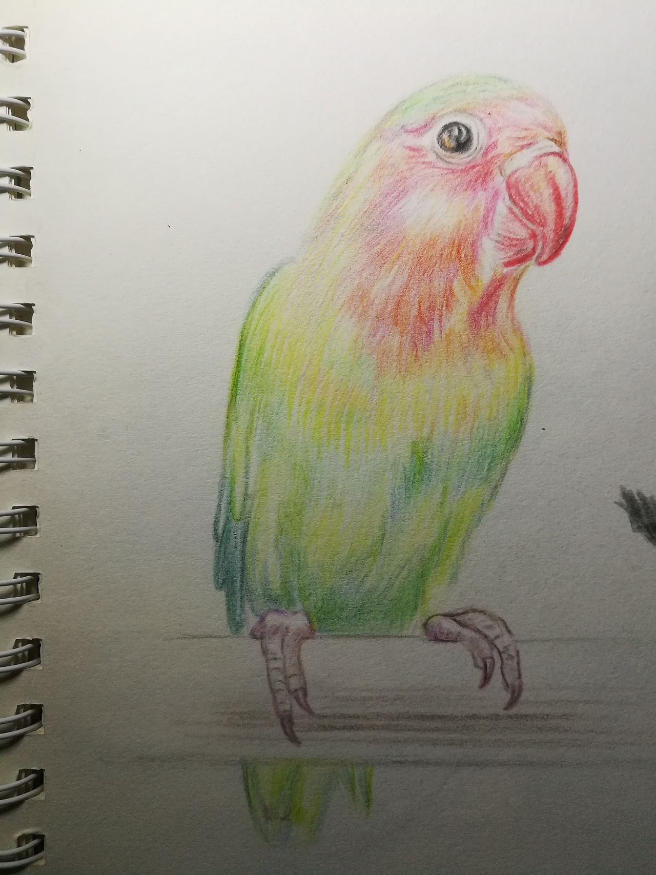 大一时候的花鸟插画 彩铅（图ZMTQ0OTA4NDY0） - 创作习作 - 站酷设计师诺卿原创素材 - 站酷ZCOOL