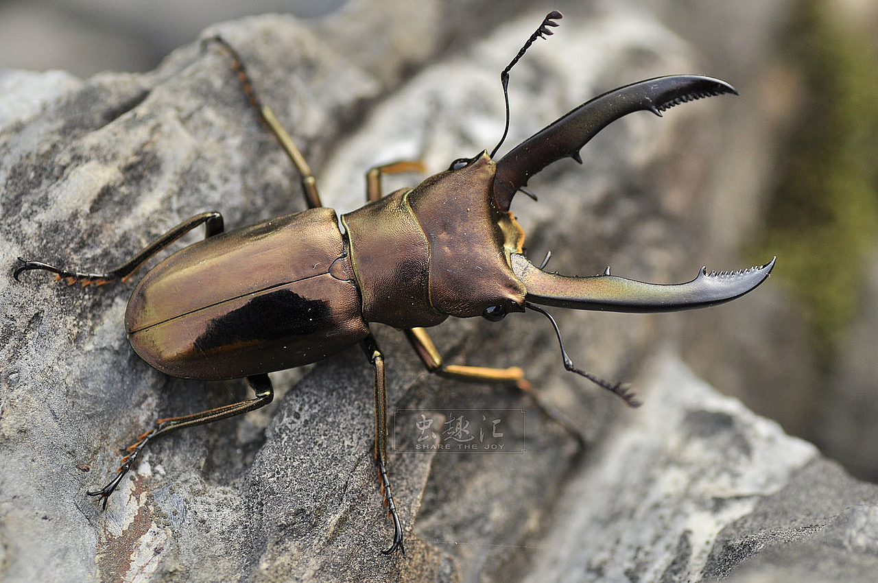 美它利弗细身赤锹甲