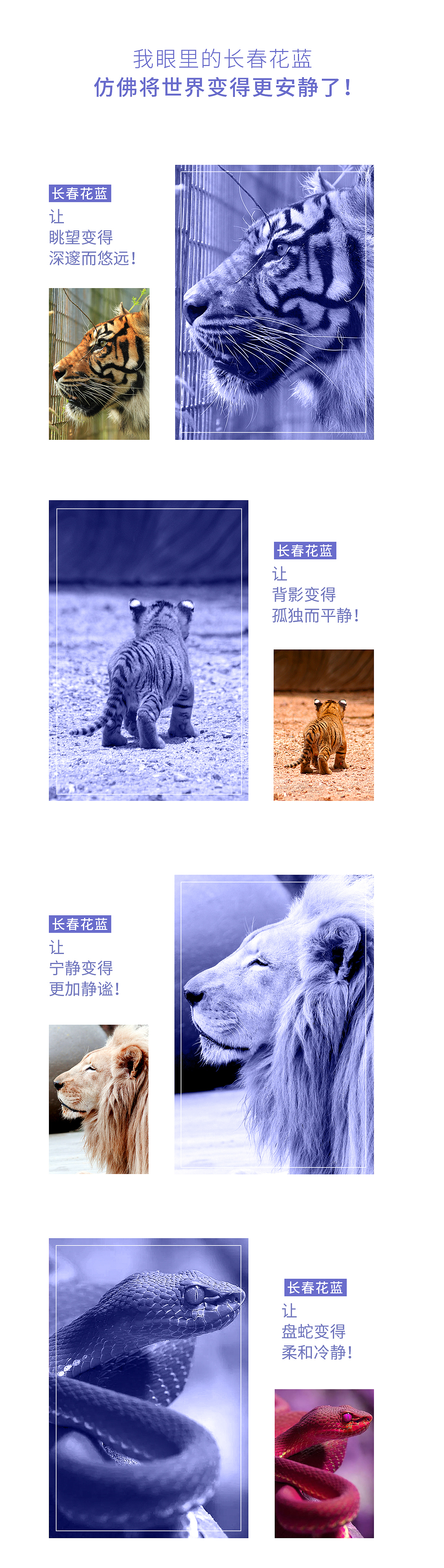 我眼里的的长春花蓝（图ZMjgwOTYyMTg0） - 图案 - 站酷设计师optimist原创素材 - 站酷ZCOOL