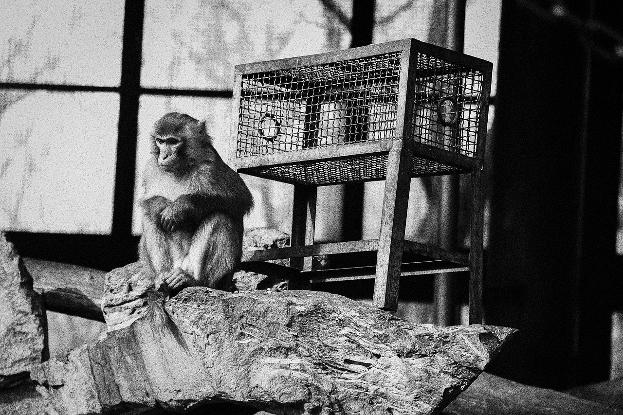 《北京动物园》略伤感（图ZMTA1MzM2NDU2） - 宠物摄影 - 站酷设计师不是扶桑原创素材 - 站酷ZCOOL