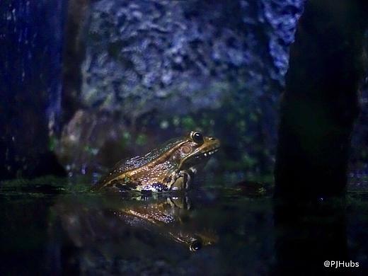 动物-蛙（个人主页-ZMzg0ODQ1NzI=） - 宠物摄影 - 站酷设计师PJHubs原创素材 - 站酷ZCOOL