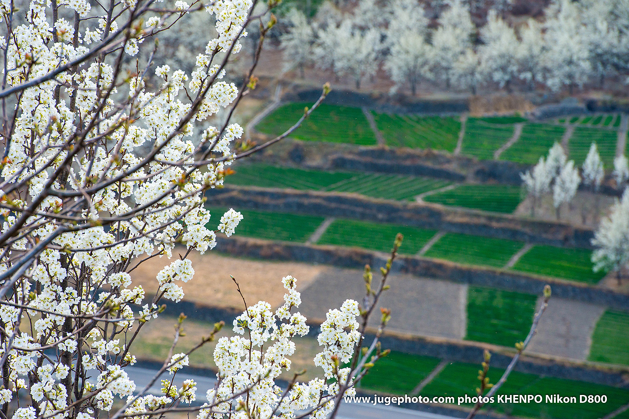 金川梨花（图ZMTA1OTU0NTE2） - 风光摄影 - 站酷设计师聚格影像原创素材 - 站酷ZCOOL
