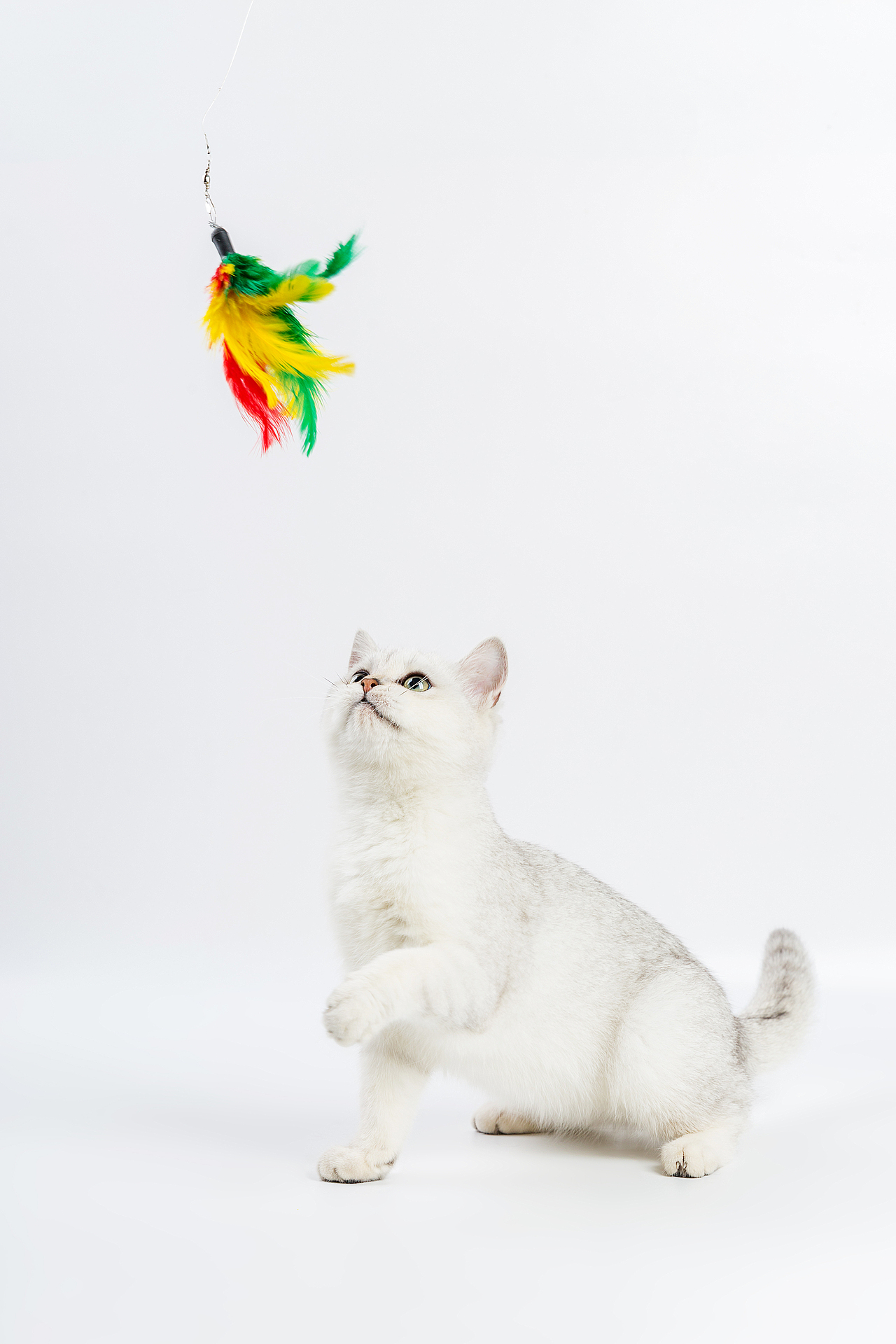 宠物猫美短幼猫白底摄影