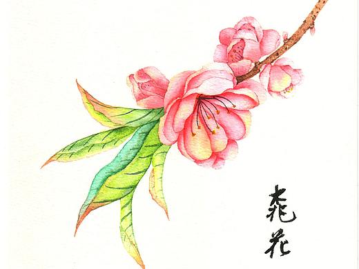 每周一画-碧桃