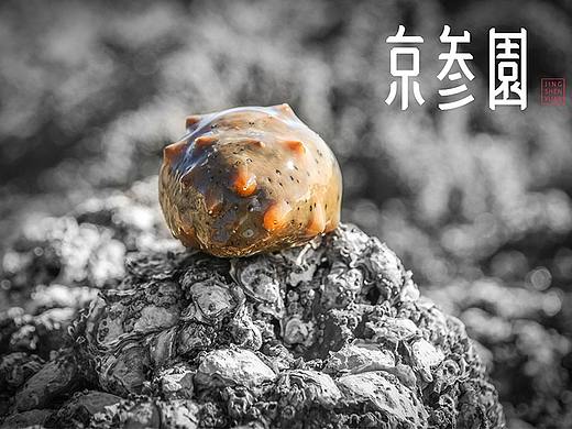 海参摄影