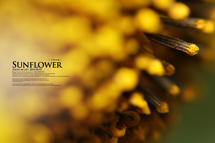 《向日葵的纹样》