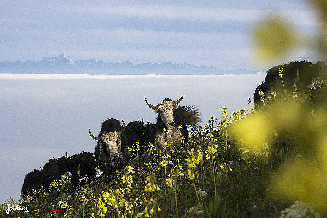 偶遇这些看似凶悍的家伙们