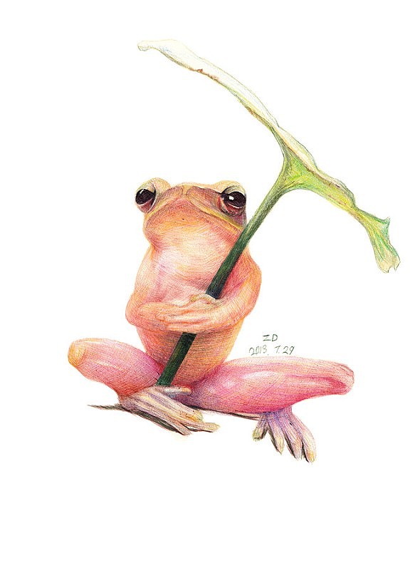 zd周丹圆珠笔画昆虫小动物篇